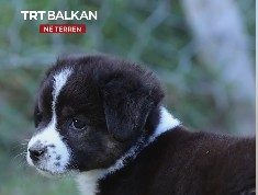 (Video) Maria nga Zvicra, 19 vite mes kafshëve të shpëtuara në Shqipëri: “Ky vend është bërë shtëpia ime”