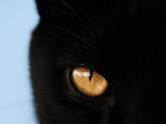 Spanjë, ndalohet përkohësisht adoptimi i maceve të zeza deri pas Halloween-it për t’i mbrojtur nga injoranca