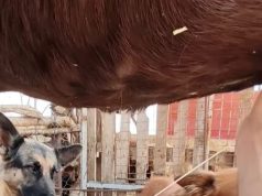 Mos i ushqeni qentë dhe macet me qumësht! Ja çfarë rrezikojnë…