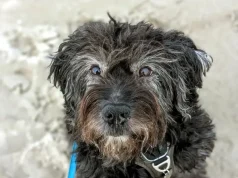 Studim i ri: Disa raca qensh “jashtëzakonisht të prirura” ndaj një tumori të rrallë