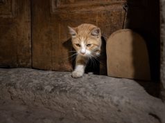 Rikthehen “dyert e maceve” në haremin e Pallatit Topkapı të Stambollit