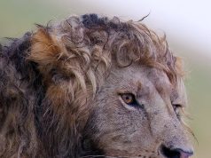 Fotografohet luani kaçurrel. Mbreti i xhunglës me një “look” prej pasarele!