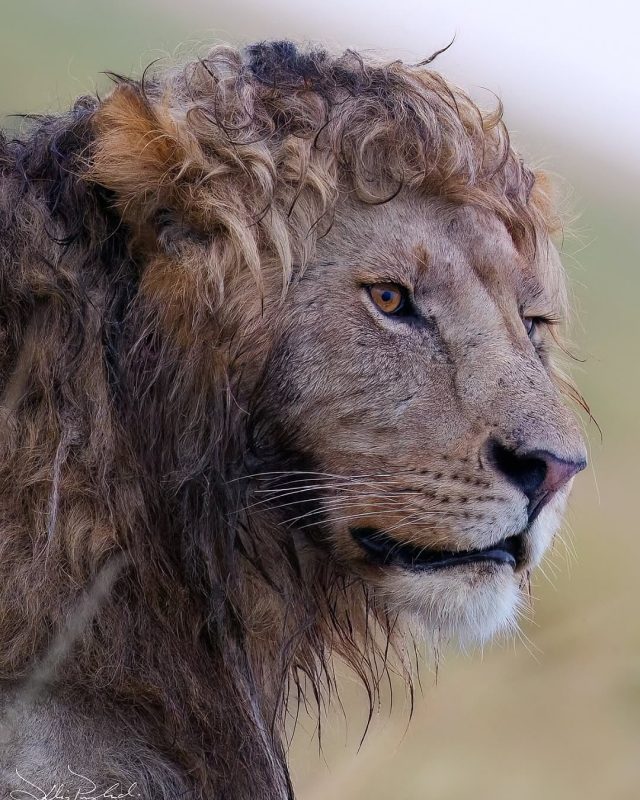 Un fotografo naturalista ha immortalato un leone maschio con una criniera perfettamente ricciolu