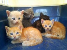 Ilaç i ri në Itali për trajtimin e maceve me FIP