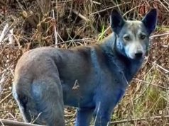 Qentë “blu” të Chernobyl-it: Mister në zonën e katastrofës bërthamore