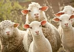 Skandal në Greqi: Llogari bankare të rreme dhe vjedhje prej 2.5 milionë eurosh në subvencionet bujqësore