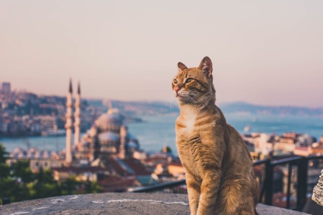 Yellow,Cats,Of,Istanbul,From,The,Top,Of,The,Grand