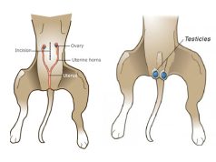 Sterilizimi dhe kastrimi i kafshëve: pse është i rëndësishëm dhe çfarë duhet të dini