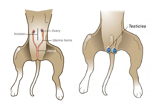 spay-neuter