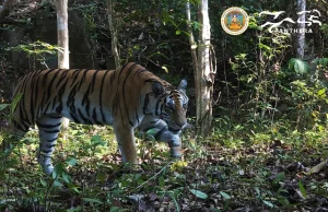 GPS-ët zbulojnë sjellje të çuditshme te disa nga tigrat e fundit të Tajlandës