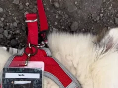 Ylli i vërtetë i turneut të Shakirës bëhet një qenush: Quito, historia e adoptimit që emocionoi botën