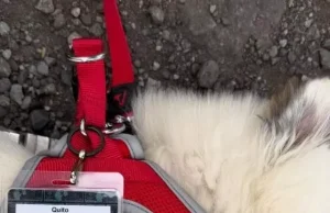 Ylli i vërtetë i turneut të Shakirës bëhet një qenush: Quito, historia e adoptimit që emocionoi botën