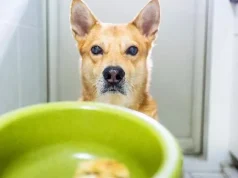 Kur kafshët shtëpiake bëhen “roje” të shëndetit tonë përballë ndotjes