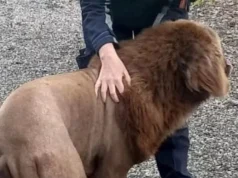 Irlandë, alarm për “luanin e arratisur” në pyll – por e vërteta ishte krejt ndryshe!