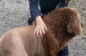 Irlandë, alarm për “luanin e arratisur” në pyll – por e vërteta ishte krejt ndryshe!