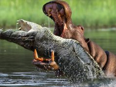 Kafshët më të rrezikshme në botë nuk janë as luanët, as ujku, as tigri! Lista që sfidon çdo imagjinatë nis me një mizë, kërmill dhe oktapod dhe përfundon…me njeriun