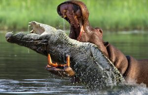 Kafshët më të rrezikshme në botë nuk janë as luanët, as ujku, as tigri! Lista që sfidon çdo imagjinatë nis me një mizë, kërmill dhe oktapod dhe përfundon…me njeriun