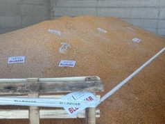 Elbasan/ AKU bllokon 50 ton misër rifuxho të importuar nga Serbia, produkti i kontaminuar me substancën kancerogjene