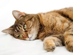 Halle për shtëpitë me mace/ Si të shmangni mërzinë e katërputroshëve kur mbeten vetëm në shtëpi