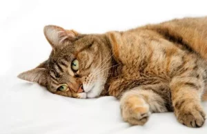 Halle për shtëpitë me mace/ Si të shmangni mërzinë e katërputroshëve kur mbeten vetëm në shtëpi