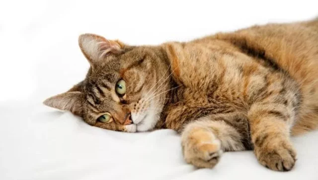 183223997-9ea7b9c3-5dcd-4b9c-8931-ce15ef330019