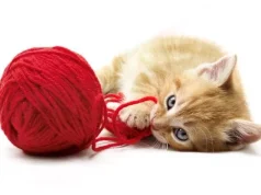 Pse macet çmenden pas fijes dhe spangos – dhe rreziqet që fshihen pas këtyre lodrave të thjeshta