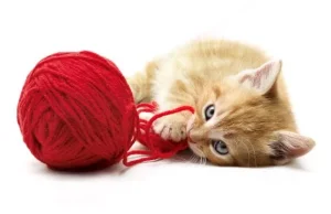 Pse macet çmenden pas fijes dhe spangos – dhe rreziqet që fshihen pas këtyre lodrave të thjeshta