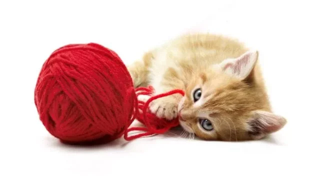 183714586-5c4568ec-5307-418b-870e-43a7853cf81c