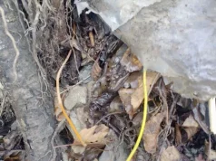 Zbuohen detonatorë eksplozivësh në Kosovë/ Sveçla: policia shmangu sulme të rrezikshme terroriste