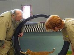 SHBA, macet e braktisura futen në burgjet e Indianas. Të dënuarit kujdesen për kafshët e braktisura