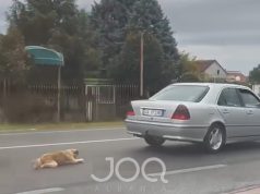 Lidhi qenin pas makinës në lëvizje, përfundon në komisariat 55-vjeçari monstër në Shkodër