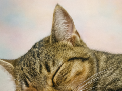 Studim interesant nga Japonia: të shohësh mace që flenë redukton stresin