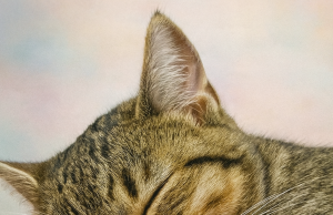 Studim interesant nga Japonia: të shohësh mace që flenë redukton stresin