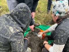 Shpëtohet ariu në Trebinjë të Pogradecit, por vritet ujku nga banorët në Drashovicë të Vlorës, pa mbërritur ekspertët e kafshëve të egra