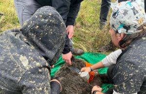 Shpëtohet ariu në Trebinjë të Pogradecit, por vritet ujku nga banorët në Drashovicë të Vlorës, pa mbërritur ekspertët e kafshëve të egra