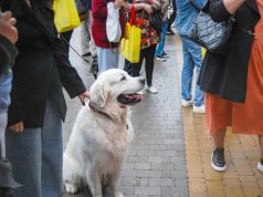 “Qeni nuk është bërë për turmat” – Ekspertët paralajmërojnë për gabimet që bëjnë pronarët në qytet