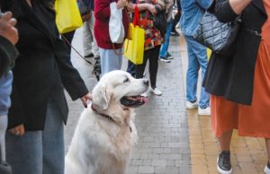 “Qeni nuk është bërë për turmat” – Ekspertët paralajmërojnë për gabimet që bëjnë pronarët në qytet