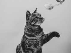 Edhe macet mund të jenë mëngjarashe…më së shumti maçokët. Ja përse