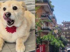 Qeni bie nga ballkoni dhe humb jetën, gjobitet me 5 mijë euro pronari në Leçe: Gjykata e dënon për braktisje dhe keqtrajtim