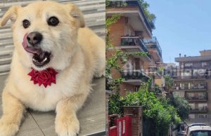 Qeni bie nga ballkoni dhe humb jetën, gjobitet me 5 mijë euro pronari në Leçe: Gjykata e dënon për braktisje dhe keqtrajtim