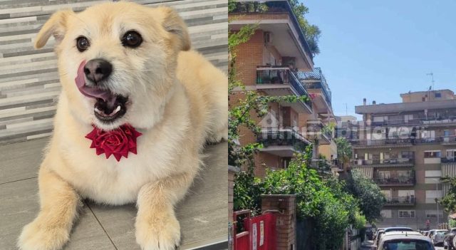 9194319_17161456_charlie