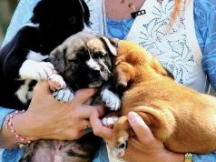 Në Itali nis profesioni i ri: “Operatori i Mirëqenies së Kafshëve” – Puna që konsiston në përkëdheljen e qenve dhe maceve