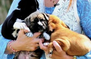 Në Itali nis profesioni i ri: “Operatori i Mirëqenies së Kafshëve” – Puna që konsiston në përkëdheljen e qenve dhe maceve