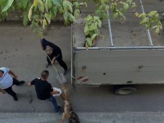 SKANDAL/ Tiranë, dhjetëra qen e mace të helmuar, Animal Rescue Albania ngre alarmin, thirrje për protestë