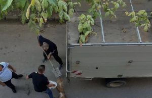 SKANDAL/ Tiranë, dhjetëra qen e mace të helmuar, Animal Rescue Albania ngre alarmin, thirrje për protestë