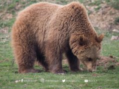 Ariu i murrmë gjendet i ngordhur në Memaliaj, ra në kurth