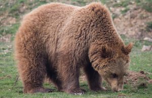 Ariu i murrmë gjendet i ngordhur në Memaliaj, ra në kurth