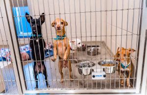 Las Vegasi ndalon shitjen e koteleve dhe këlyshëve. Dyqanet detyrohen të merren vetëm me adoptime.