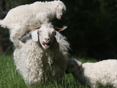 Si vetëmjekohen kafshët: Nga gorillat te delet, natyra si farmaci e hapur