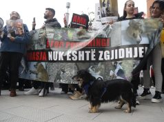 Video/ “Mjaft më”! Shqiptarët ngrihen kundër abuzimit me kafshët. Kërkohet hetim nga SPAK për fondet e bashkive